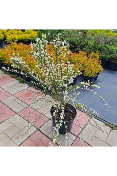 Рокитник ранній Альбус (білий) - 3-5л/вис.50-80см/Ø25-35см